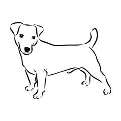 Fototapeta premium vector illustration of a dog, jack russell terrier sketch 
