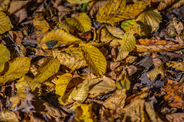 Fallen leaves on the road
