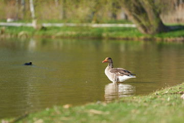 Wild goose standing in the water