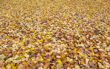 Fallen yellow leaves in the park in autumn. Nature background