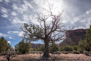 Fototapeta premium tree in the mountains
