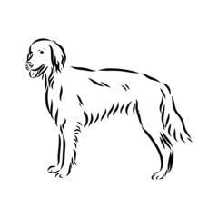 vector image of dog, irish setter sketch 