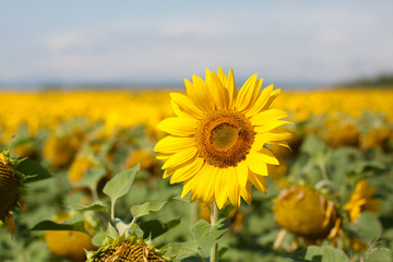 field of sunflowers and Ural mountauns