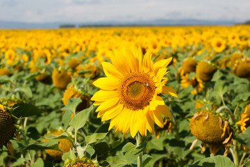 Fototapeta premium field of sunflowers and Ural mountauns