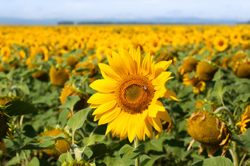 field of sunflowers and Ural mountauns