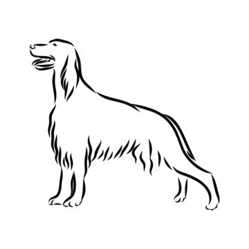 vector image of a dog, irish setter sketch 
