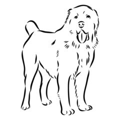 vector illustration of a dog, alabai wolfhound sketch 
