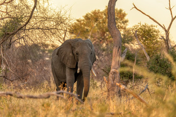 Majestic African Elephant in Moremi game reserve, yellow sunset scene, Botswana Africa safari wildlife