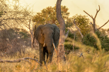 Fototapeta premium Majestic African Elephant in Moremi game reserve, yellow sunset scene, Botswana Africa safari wildlife