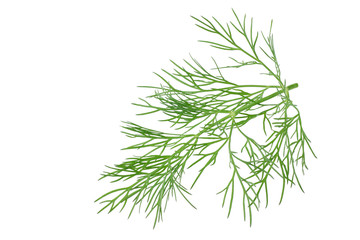 fresh dill isolated on a white background