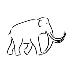 vector illustration of an elephant, mammoth sketch 