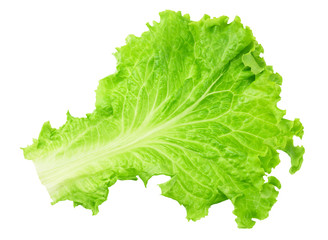 one lettuce leaf isolated on a white background