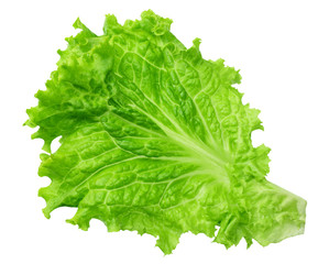 one lettuce leaf isolated on a white background