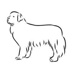 illustration of a dog, newfoundland dog sketch, contour vector illustration 