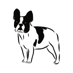 illustration of a dog French bulldog sketch, contour vector illustration 