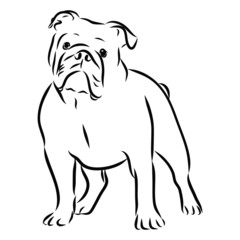 vector illustration of a dog, English bulldog sketch 