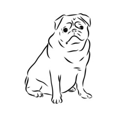 vector illustration of a dog, pug dog sketch 