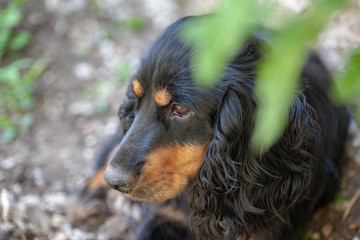Happy black english cocker spaniel in nature