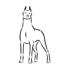 silhouette of dog, doberman sketch, contour vector illustration 