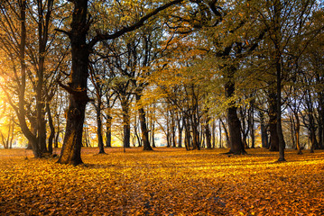 Fototapeta premium Autumn forest landscape. The road among the trees in the forest. Fall nature.