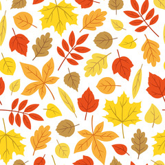 Autumn leaf pattern on white background