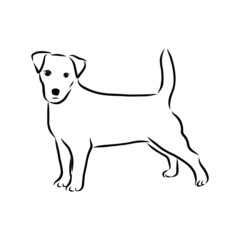 illustration of a dog, Jack Russell Terrier, sketch 