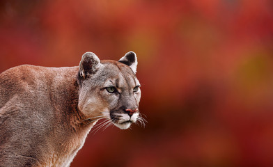 Fototapeta na wymiar Portrait of Beautiful Puma in autumn forest. American cougar - mountain lion, striking pose, scene in the woods, wildlife America colors of autumn