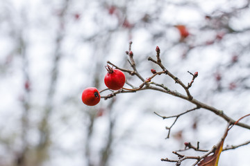 Thorn twigs with berries