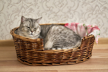 Fototapeta na wymiar tabby cat sleeping in his crib. A grey cat sleeps in his soft cozy bed on a floor carpet.