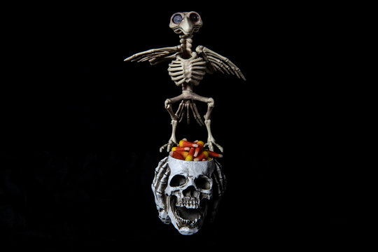 scary bird skeleton and halloween skull candy holder