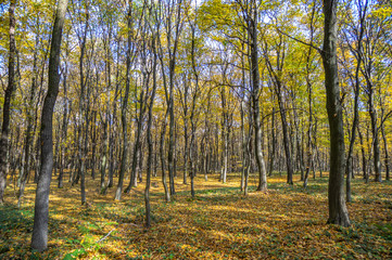 Fototapeta premium Road in fallen foliage and yellowed trees in the autumn forest