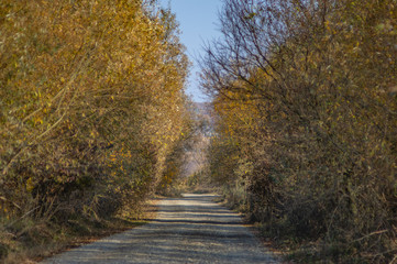 Obraz premium Polnej drodze w jesienny dzień pokryty liśćmi