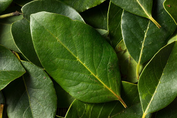 Raw Green Organic Bay Leaves