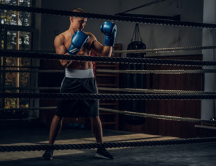 Fototapeta na wymiar Brutal focused boxer is standing on the ring wearing boxing gloves while posing for photographer.