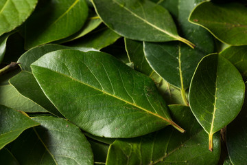 Raw Green Organic Bay Leaves