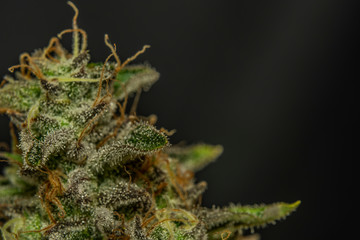 Macro view of ripened French cookies variety of marijuna with black background