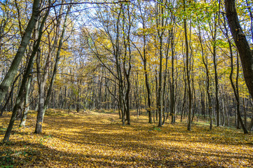Fototapeta premium Road in fallen foliage and yellowed trees in the autumn forest