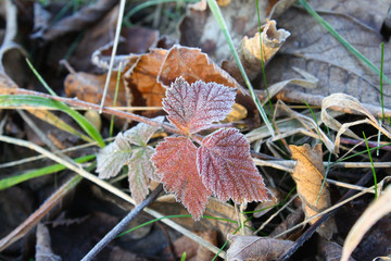Leaves in the snow