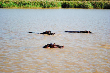 Wild hippos in South Africa