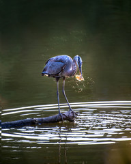 Great Blue Heron Catching a Fish on the Chesapeake Bay