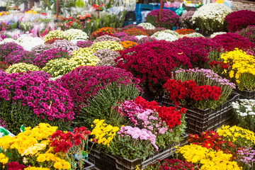 Vibrant colorful autumn flowers in the outdoor flower market.