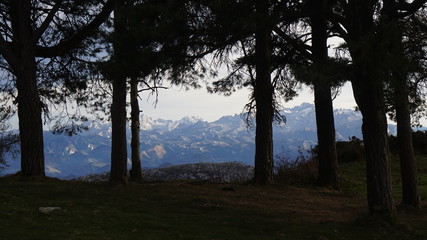 sunset in the forest