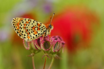 Melitaea trivia  660