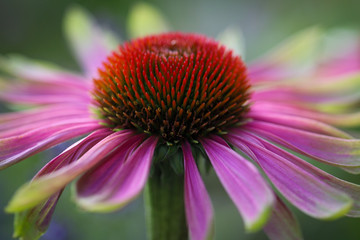 Stunning landscape, macro of seed head of green twister coneflower, echinacea