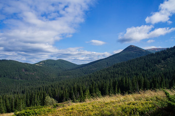 Mountain landscape with a green forest. Sunny forest with blue sky and clouds.