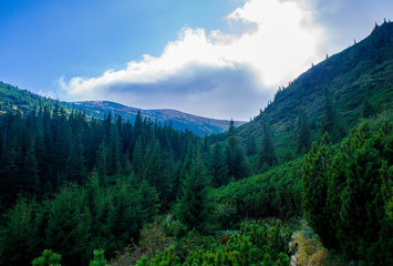 Mountain landscape with a green forest. Sunny forest with blue sky and clouds.