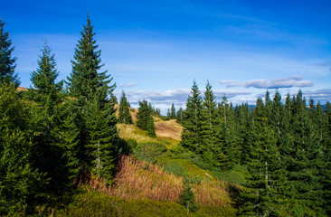 Fototapeta na wymiar Mountain landscape with a green forest. Sunny forest with blue sky and clouds.