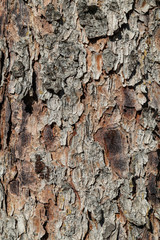 Close-up of a pine tree bark texture