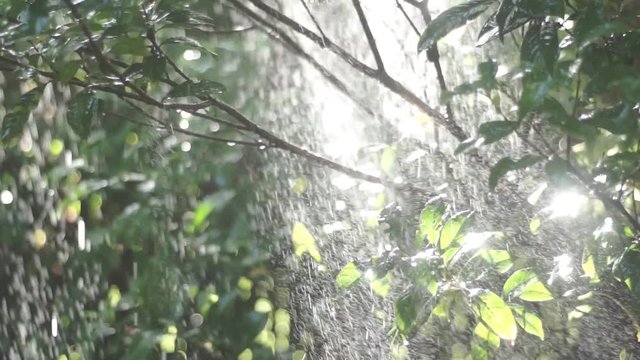 rain in the forest