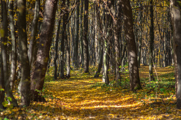 Road in fallen foliage and yellowed trees in the autumn forest